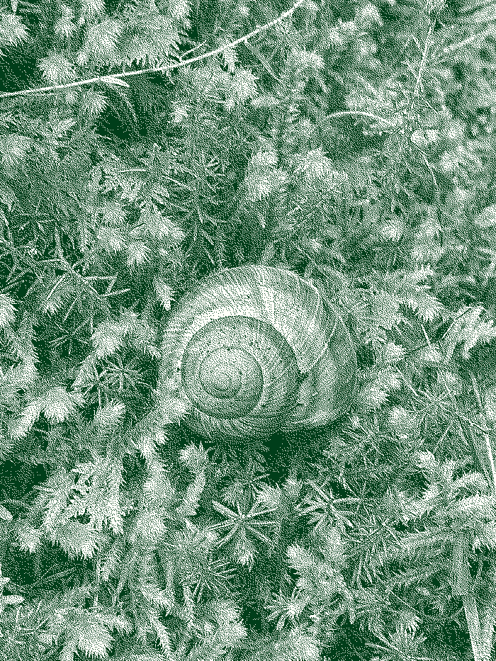 obrázek šnečí ulity v mechu