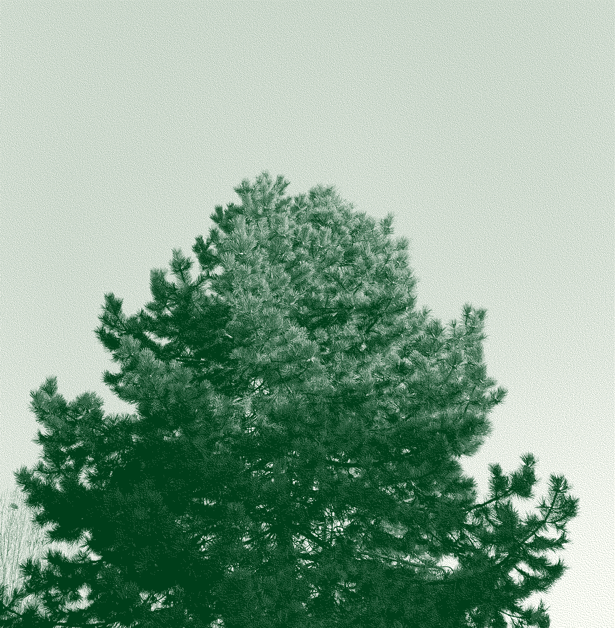 obrázek koruny stromu a modrého nebe